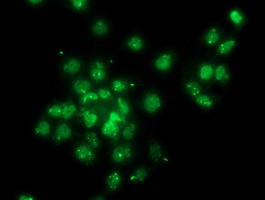 GPHN Antibody in Immunocytochemistry (ICC/IF)