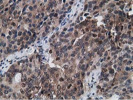 GPHN Antibody in Immunohistochemistry (Paraffin) (IHC (P))