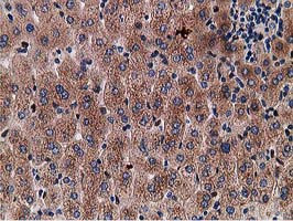 GPHN Antibody in Immunohistochemistry (Paraffin) (IHC (P))