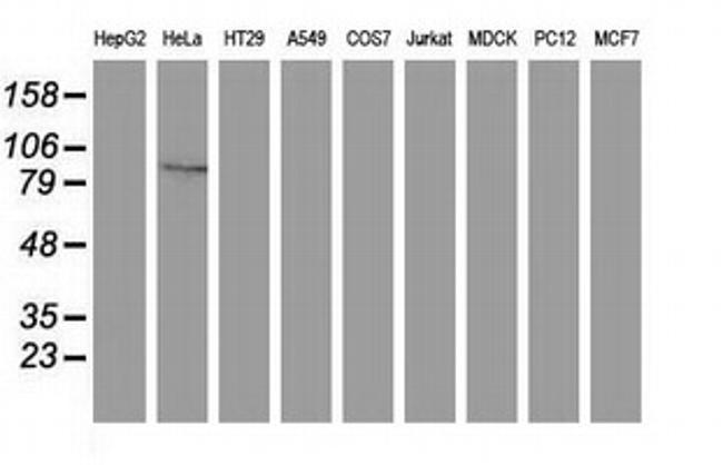 GPHN Antibody in Western Blot (WB)