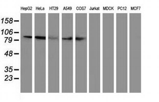 GPHN Antibody in Western Blot (WB)