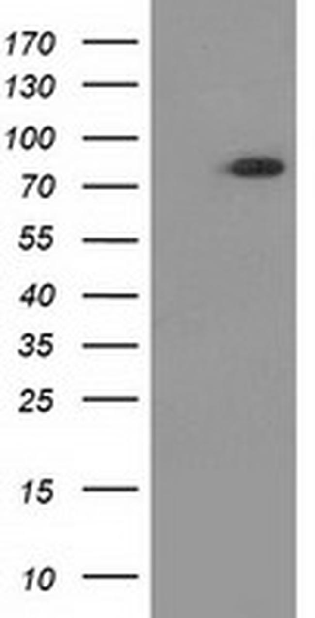 GPHN Antibody in Western Blot (WB)