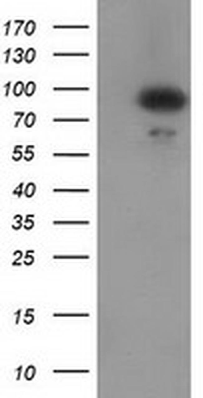 GPHN Antibody in Western Blot (WB)