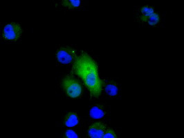 GPI Antibody in Immunocytochemistry (ICC/IF)