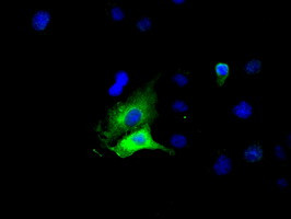 GPI Antibody in Immunocytochemistry (ICC/IF)