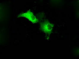 GPI Antibody in Immunocytochemistry (ICC/IF)