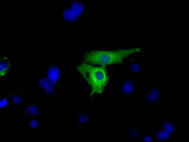 GPI Antibody in Immunocytochemistry (ICC/IF)