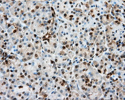 GPI Antibody in Immunohistochemistry (Paraffin) (IHC (P))