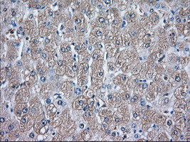 GPI Antibody in Immunohistochemistry (Paraffin) (IHC (P))