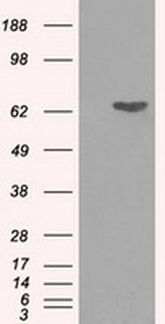 GPI Antibody in Western Blot (WB)