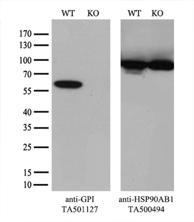 GPI Antibody in Western Blot (WB)