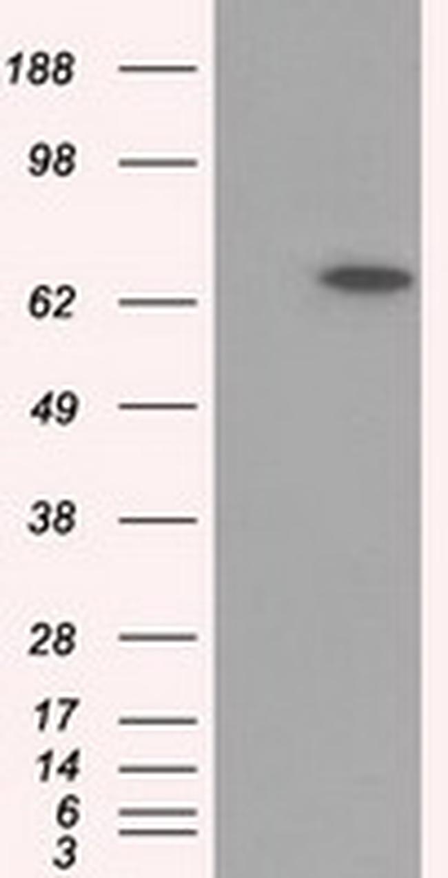 GPI Antibody in Western Blot (WB)