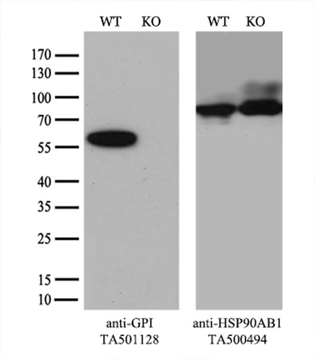 GPI Antibody in Western Blot (WB)