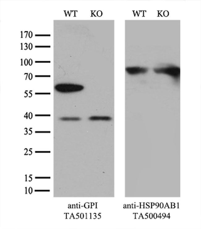 GPI Antibody in Western Blot (WB)