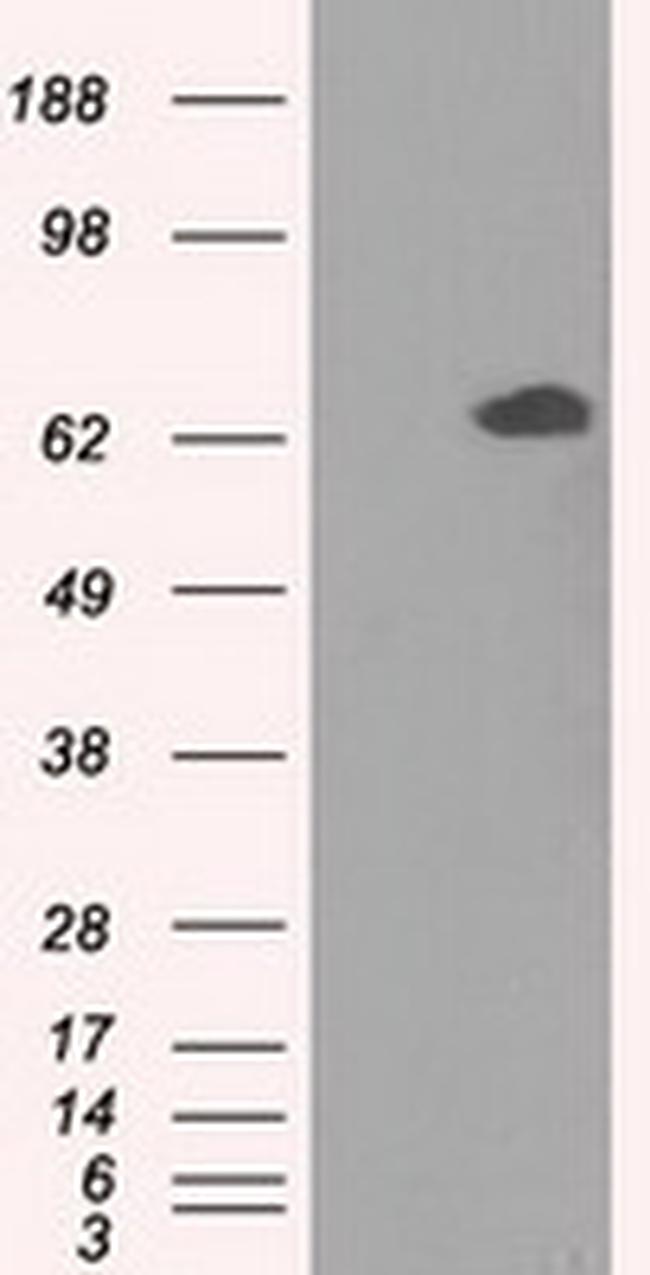 GPI Antibody in Western Blot (WB)