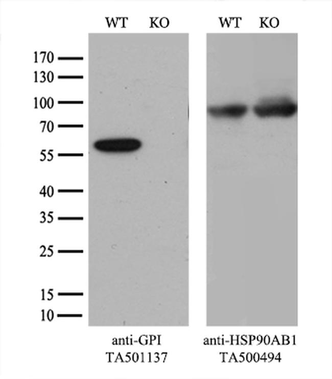 GPI Antibody in Western Blot (WB)