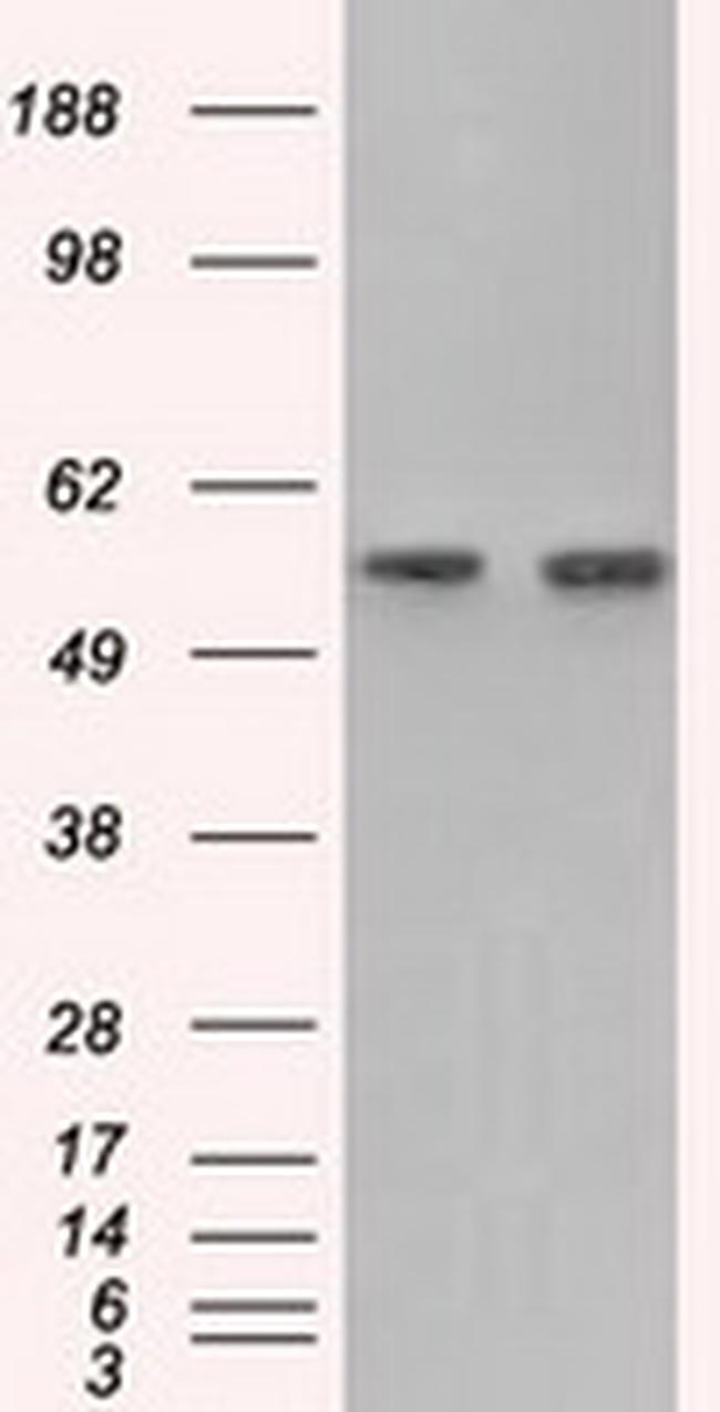 GPI Antibody in Western Blot (WB)