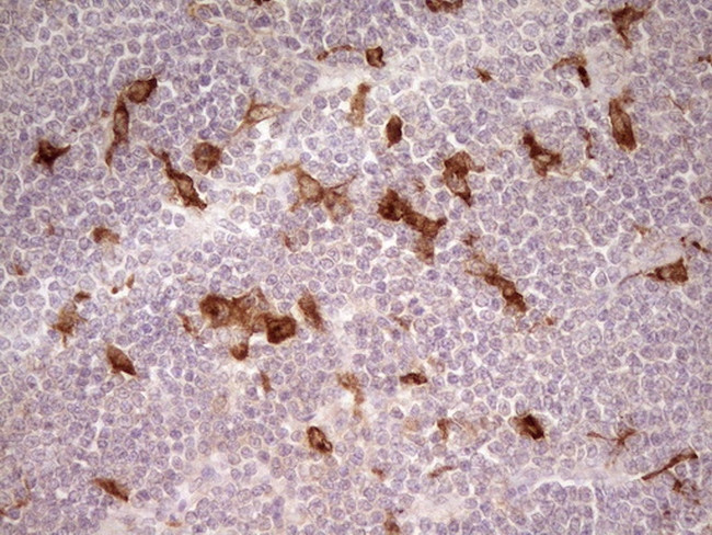 GPNMB Antibody in Immunohistochemistry (Paraffin) (IHC (P))