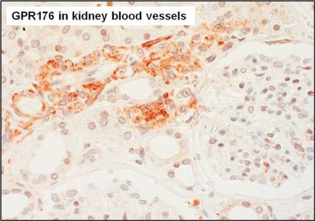 GPR176 Antibody in Immunohistochemistry (Paraffin) (IHC (P))