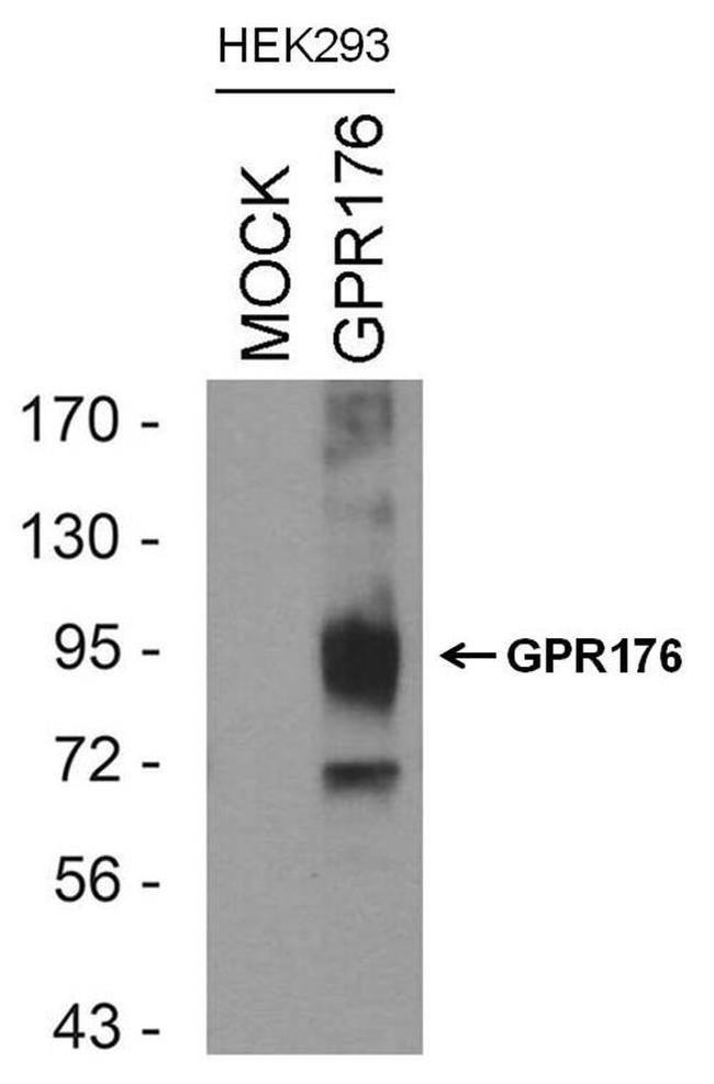 GPR176 Antibody in Western Blot (WB)