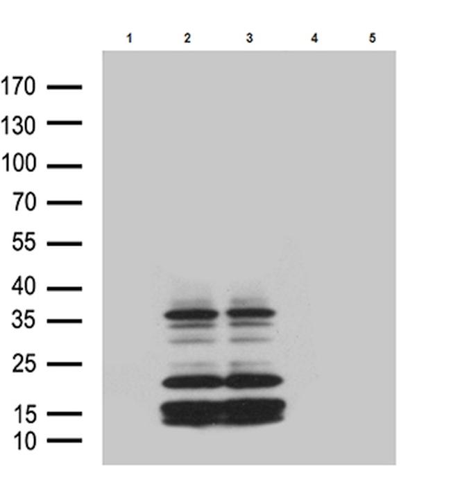 GPR26 Antibody in Western Blot (WB)