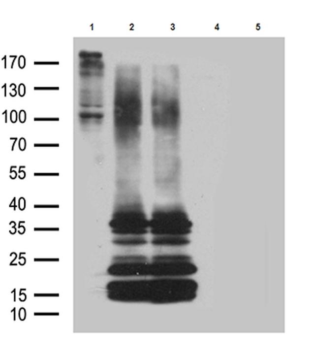 GPR26 Antibody in Western Blot (WB)