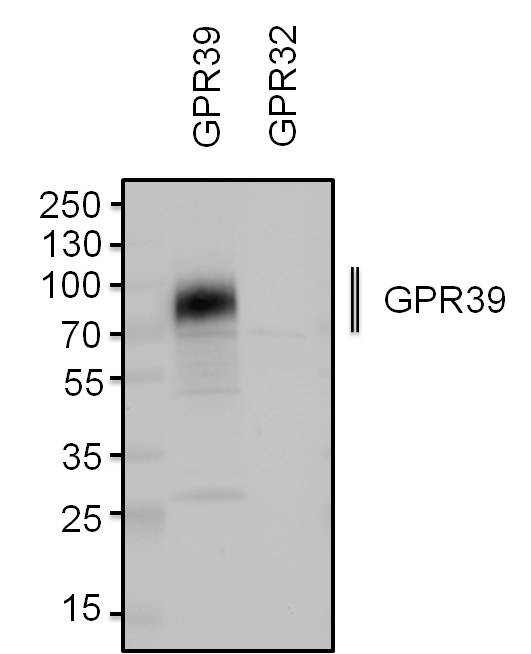 GPR39 Antibody in Western Blot (WB)