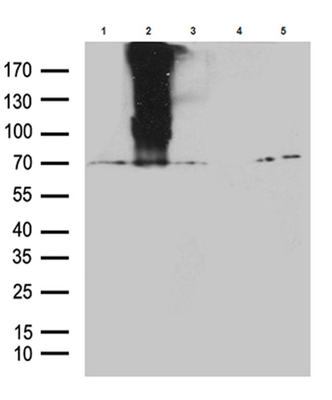 GPR83 Antibody in Western Blot (WB)