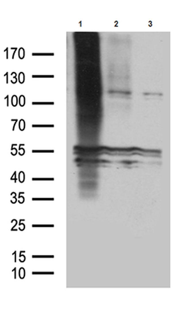 GPR83 Antibody in Western Blot (WB)