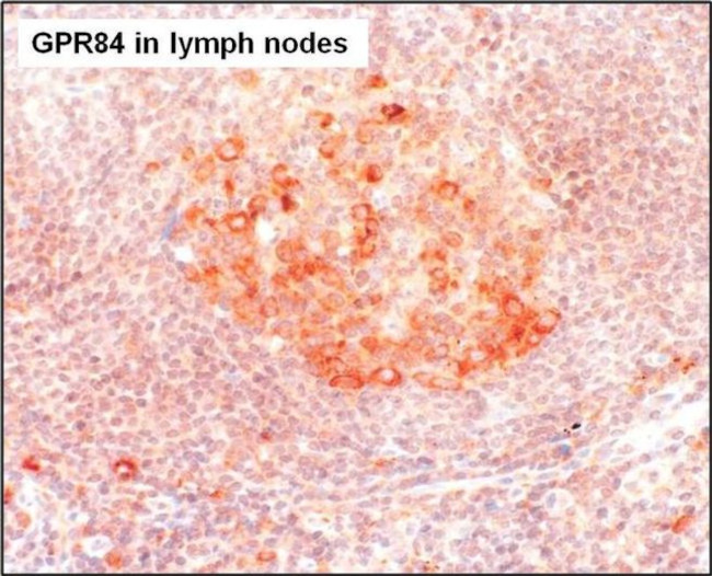 GPR84 Antibody in Immunohistochemistry (Paraffin) (IHC (P))