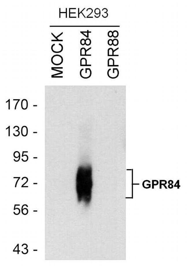 GPR84 Antibody in Western Blot (WB)