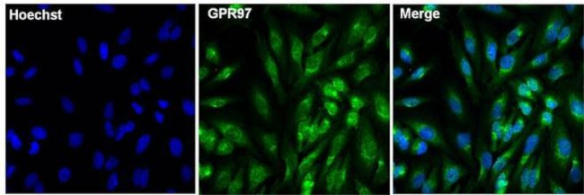 GPR97 Antibody in Immunocytochemistry (ICC/IF)