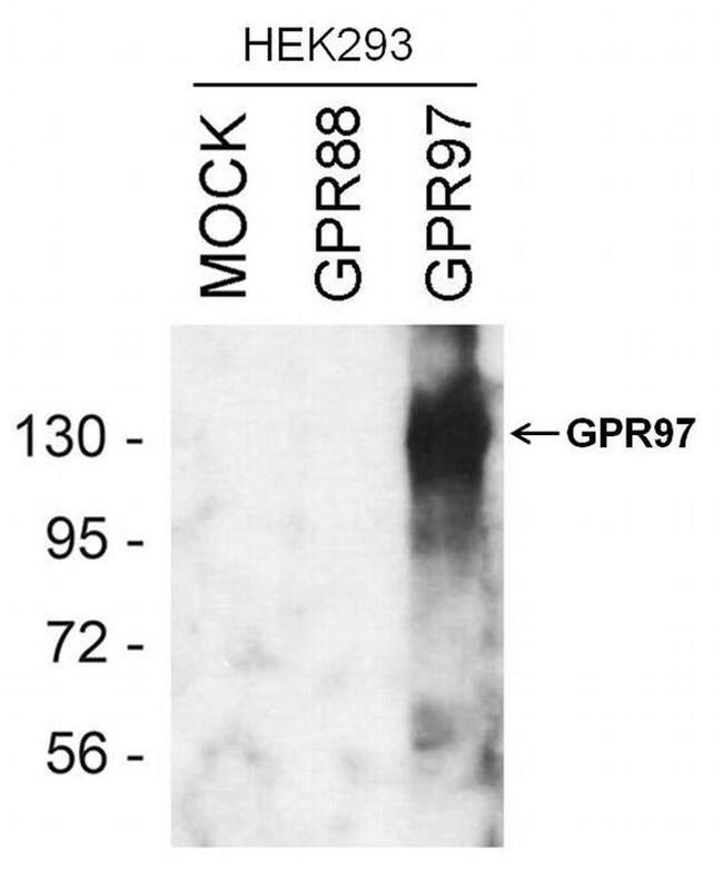 GPR97 Antibody in Western Blot (WB)