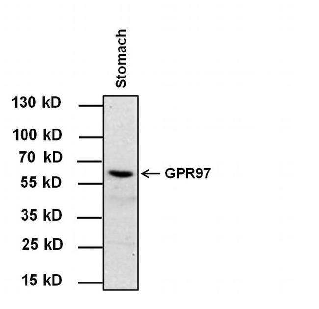 GPR97 Antibody in Western Blot (WB)