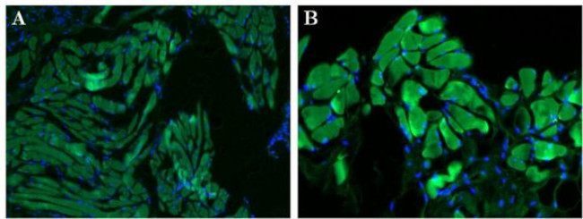 Ly-6G/Ly-6C Antibody in Immunohistochemistry (Paraffin) (IHC (P))