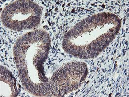 GRAP2 Antibody in Immunohistochemistry (Paraffin) (IHC (P))