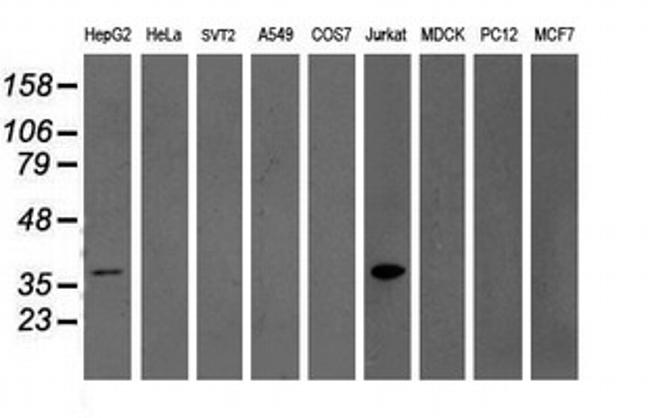 GRAP2 Antibody in Western Blot (WB)