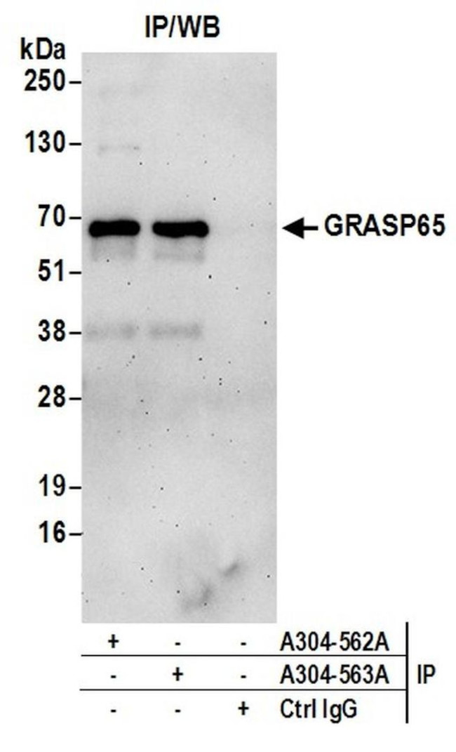 GRASP65 Antibody in Immunoprecipitation (IP)