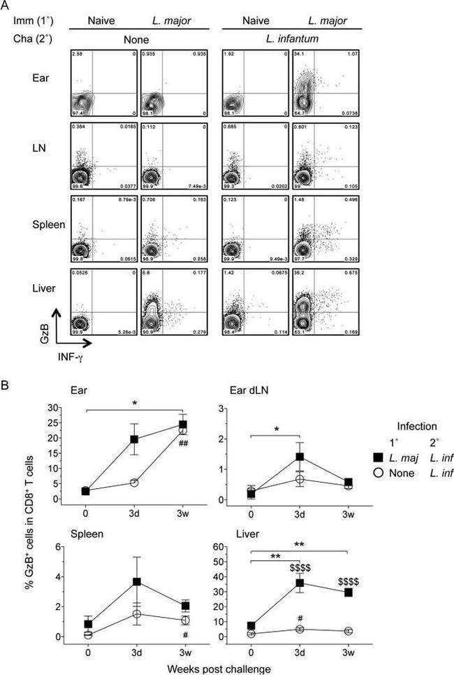 Granzyme B Antibody in Flow Cytometry (Flow)