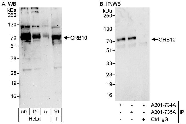 GRB10 Antibody in Western Blot (WB)