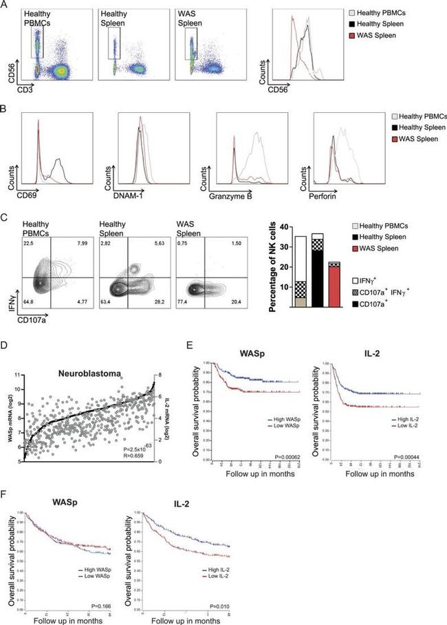 Granzyme B Antibody in Flow Cytometry (Flow)