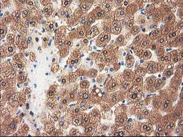 GRHPR Antibody in Immunohistochemistry (Paraffin) (IHC (P))