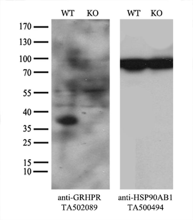 GRHPR Antibody in Western Blot (WB)