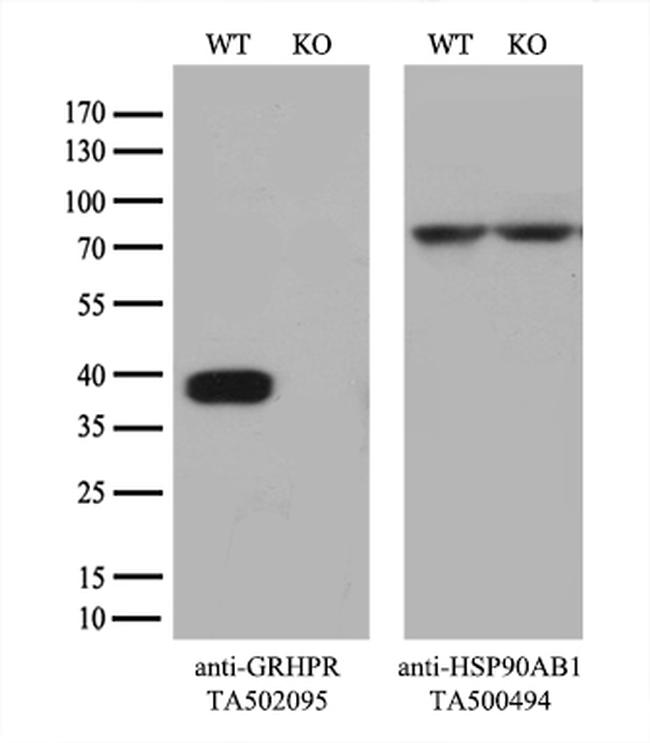 GRHPR Antibody in Western Blot (WB)