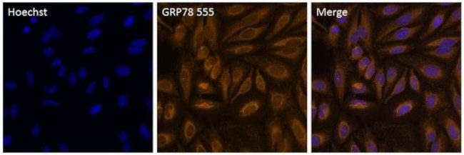 GRP78 Antibody in Immunocytochemistry (ICC/IF)