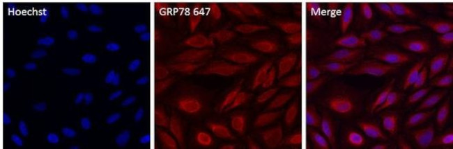 GRP78 Antibody in Immunocytochemistry (ICC/IF)