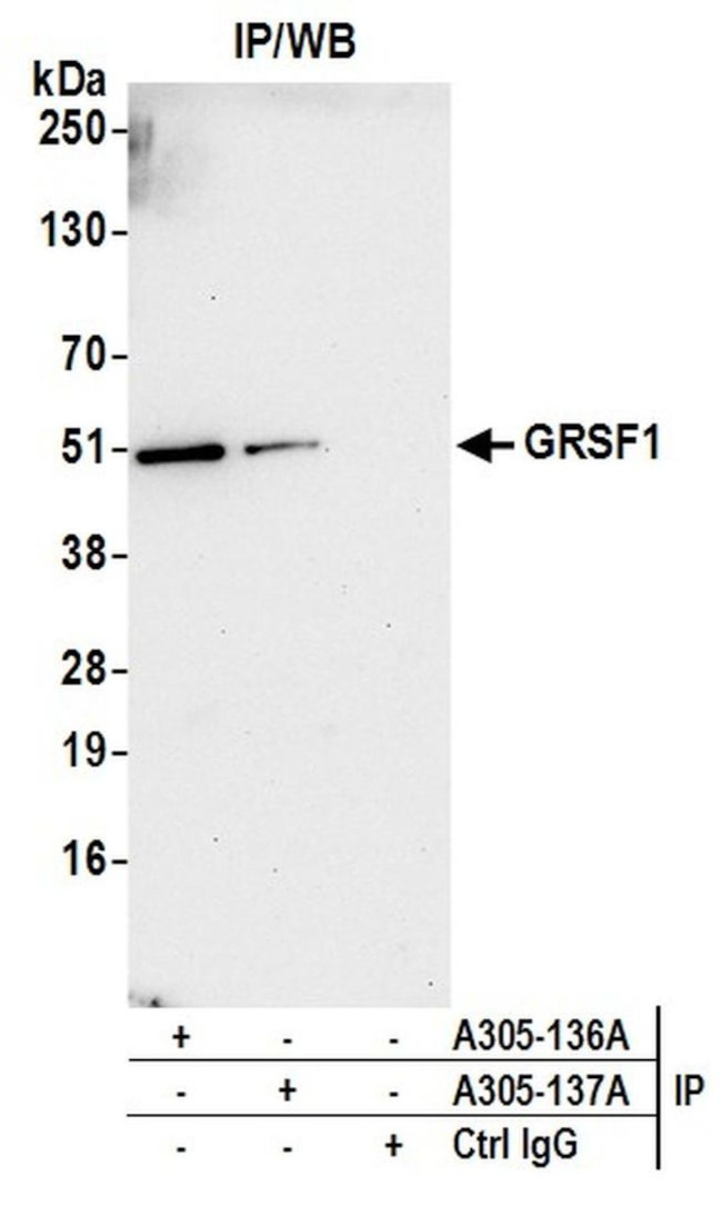 GRSF1 Antibody in Immunoprecipitation (IP)