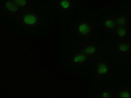 GSC Antibody in Immunocytochemistry (ICC/IF)