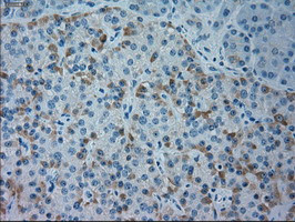 GSC Antibody in Immunohistochemistry (Paraffin) (IHC (P))