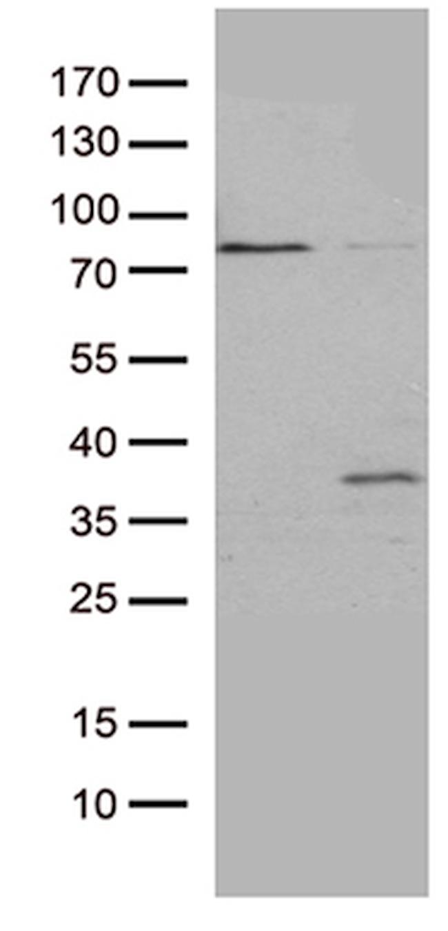 GSG1 Antibody in Western Blot (WB)